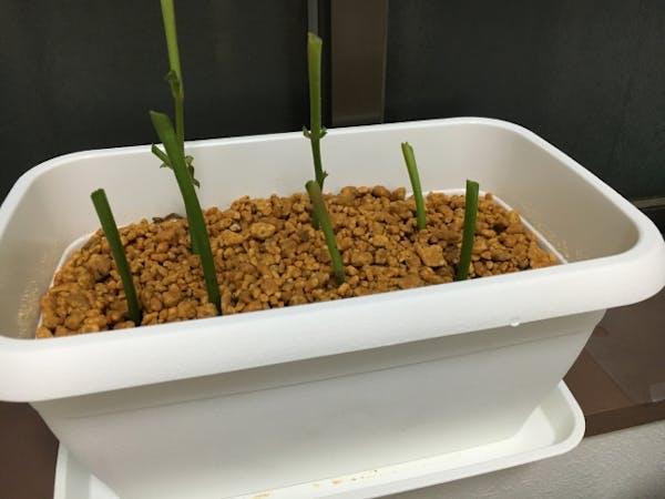 アナベルの剪定方法 季節ごとの切り方 失敗せず綺麗な花を育てる方法 ミツモア アナベルの剪定方法 季節ごとの切り方 失敗せず綺麗な花を育てる方法 ミツモア