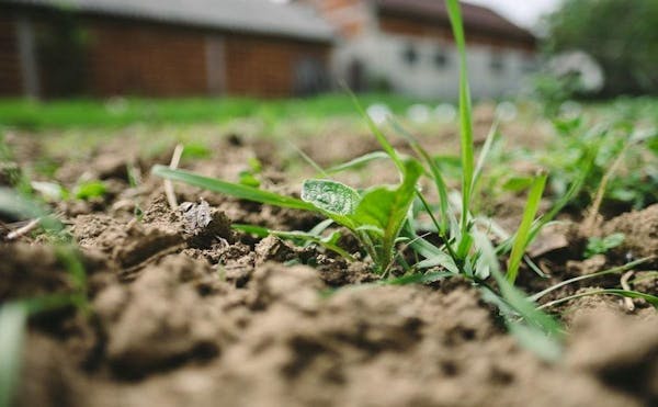 効果が持続する雑草抜きのコツを紹介 種子や根を残さないことが大切 ミツモア 効果が持続する雑草抜きのコツを紹介 種子や根を残さないことが大切 ミツモア