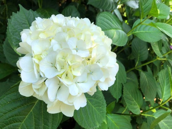 アナベルの剪定方法 季節ごとの切り方 失敗せず綺麗な花を育てる方法 ミツモア アナベルの剪定方法 季節ごとの切り方 失敗せず綺麗な花を育てる方法 ミツモア