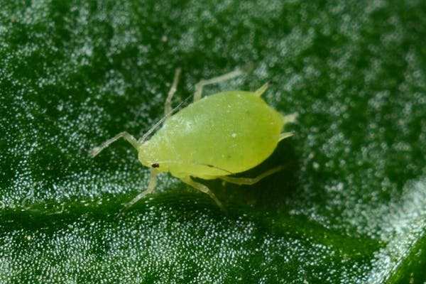 アブラムシを駆除する方法とは 植物被害を食い止める予防策を紹介 ミツモア アブラムシを駆除する方法とは 植物被害を食い止める予防策を紹介 ミツモア