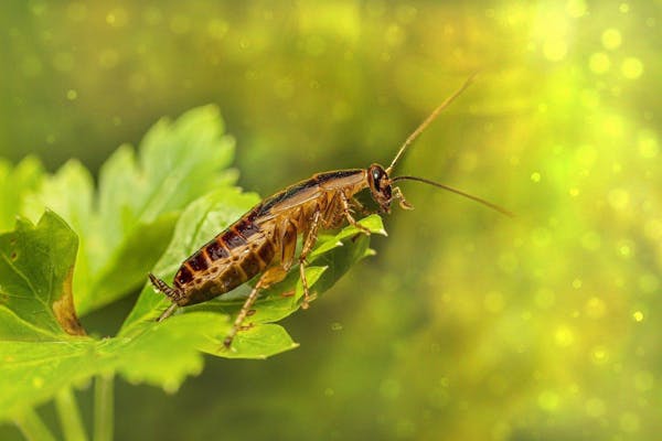 ゴキブリが飛ぶ条件とは 飛ぶゴキブリを回避するための知識と対処法 ミツモア ゴキブリが飛ぶ条件とは 飛ぶゴキブリを回避するための知識と対処法 ミツモア