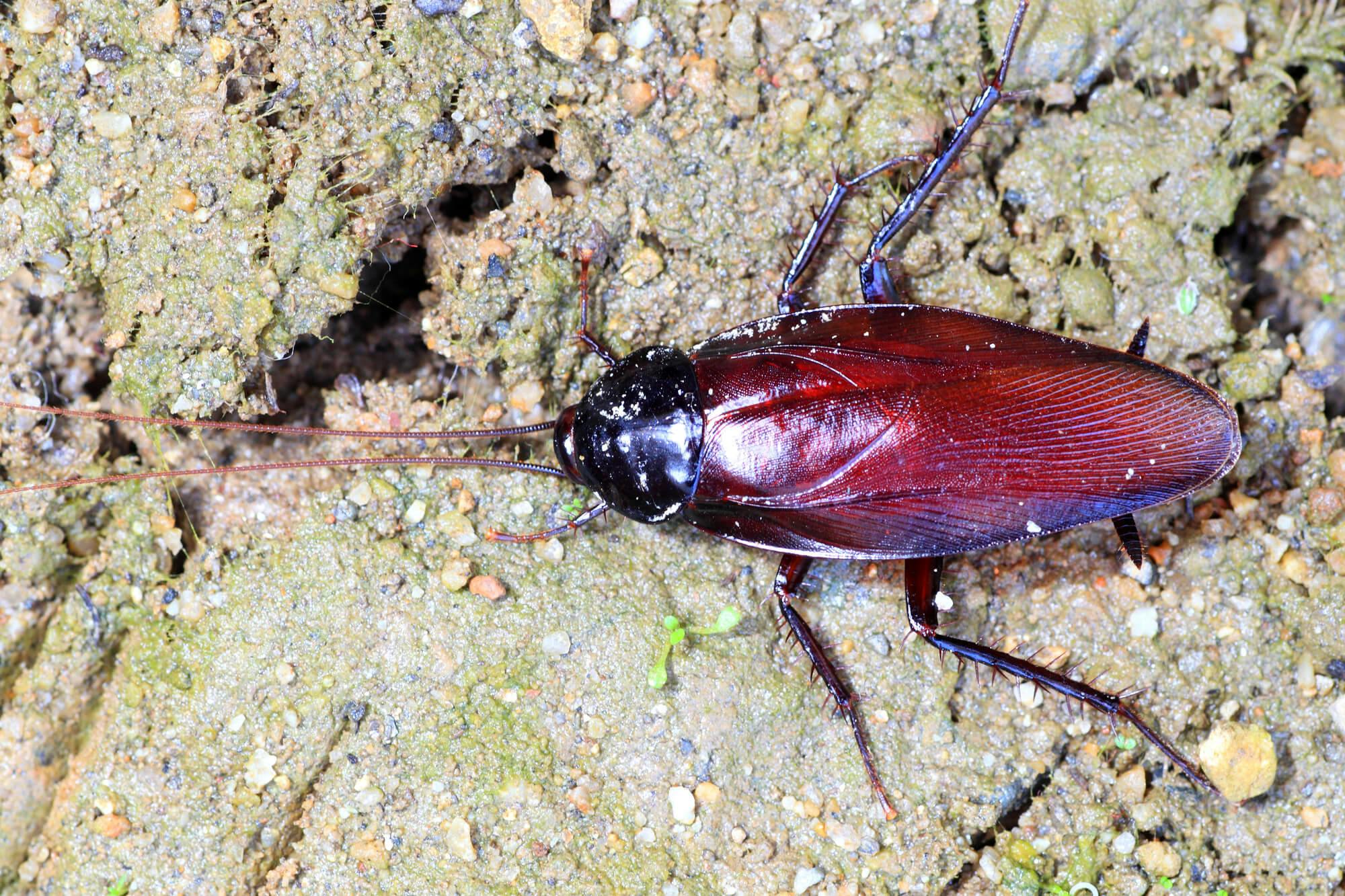 クロゴキブリの撃退方法を解説 生態を知って今後の発生を防ごう ミツモア