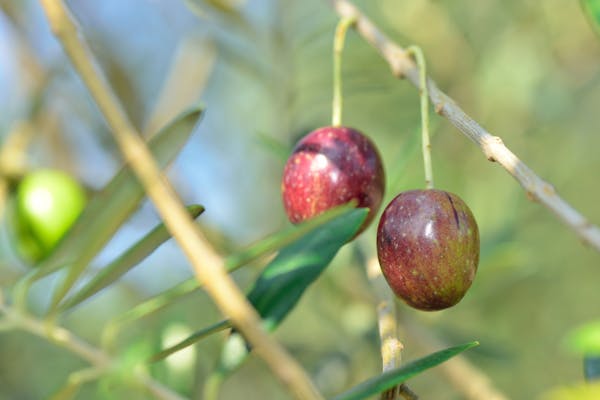 オリーブの花を咲かせよう 品種や花の特徴 育て方のコツを紹介 オリーブの花を咲かせよう 品種や花の特徴 育て方のコツを紹介