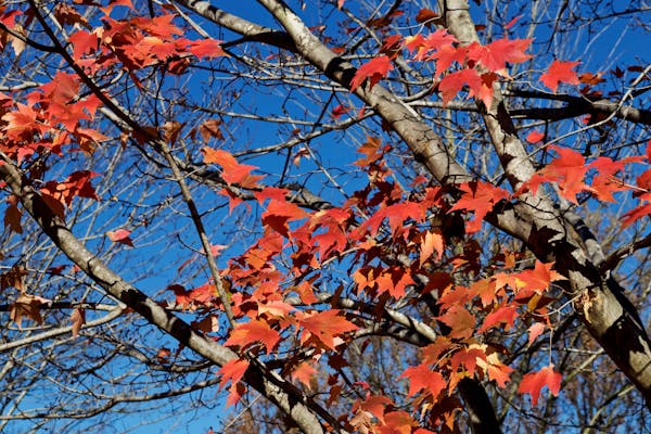 美しく紅葉するサトウカエデ