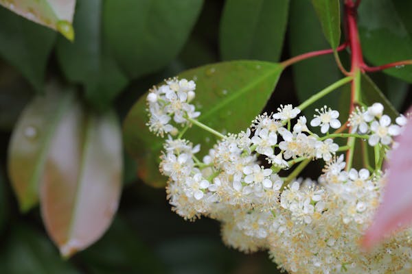 カナメモチの花と雨雫