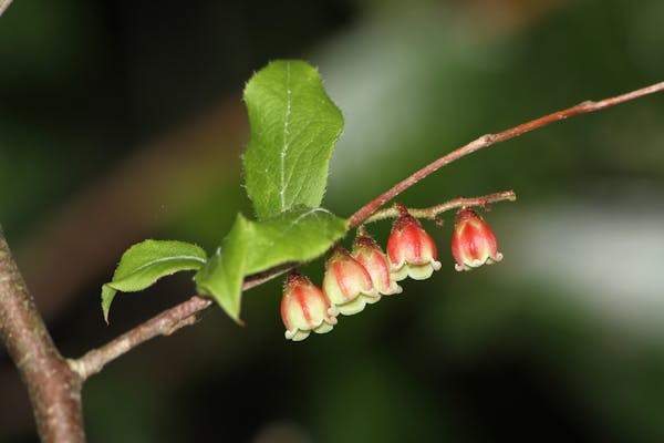 ナツハゼは黒い実と夏の紅葉が楽しめる落葉低木 育て方や実の活用法を解説 ミツモア ナツハゼは黒い実と夏の紅葉が楽しめる落葉低木 育て方や実の活用法を解説 ミツモア