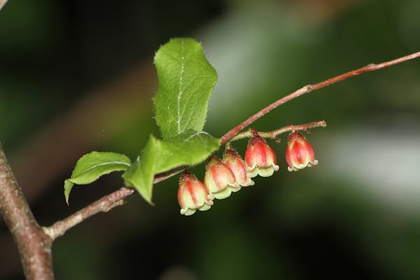 ナツハゼの花