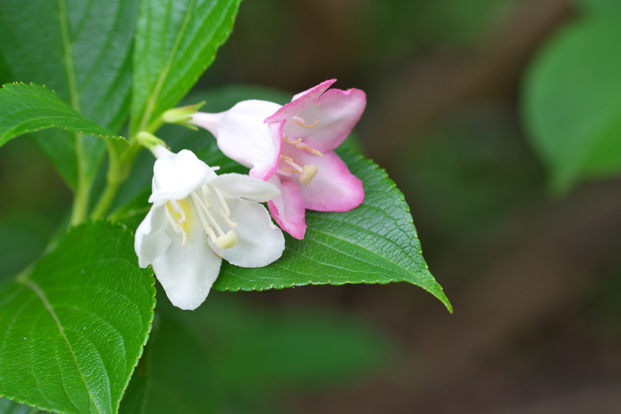 ハコネウツギの特徴や育て方を解説！きれいな花を咲かせるコツとは？