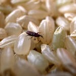 1匹も家に入れない害虫対策 家で虫を見たくない人におすすめの予防法 対処法を解説 ミツモア 1匹も家に入れない害虫対策 家で虫を見たくない人におすすめの予防法 対処法を解説 ミツモア