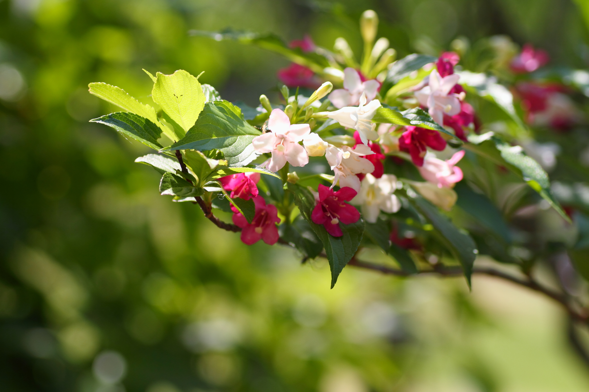 ハコネウツギの特徴や育て方を解説！きれいな花を咲かせるコツとは？