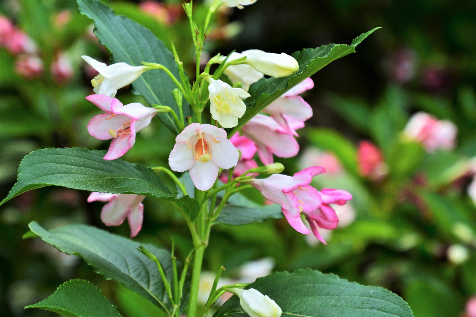 ハコネウツギの特徴や育て方を解説！きれいな花を咲かせるコツとは？