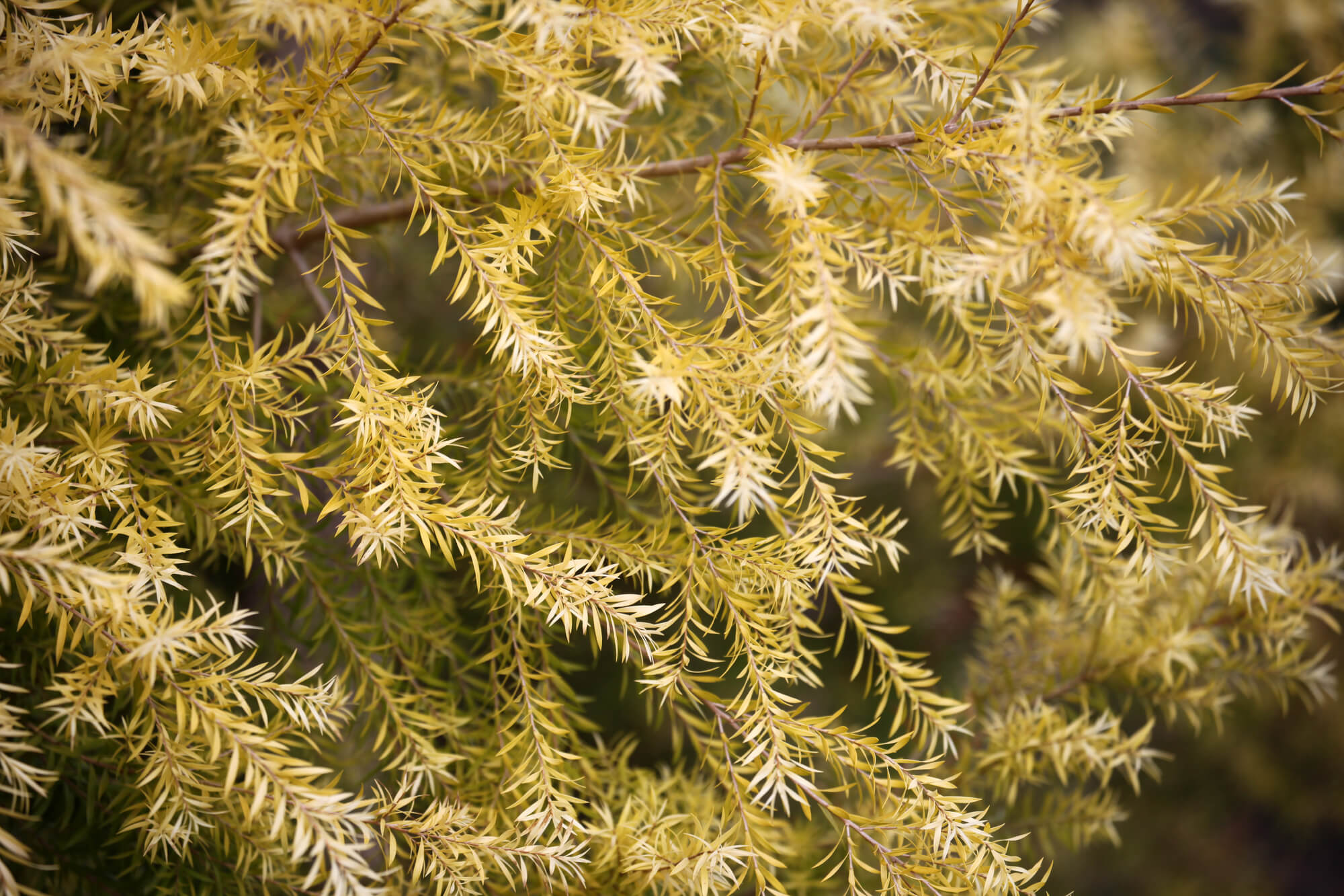 メラレウカとはどんな植物？特徴やおすすめ品種・育て方も紹介！