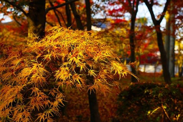 京都永観堂、タムケヤマの紅葉