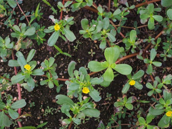 わからない雑草の名前を写真で確認 調べ方や植物図鑑アプリも紹介 ミツモア わからない雑草の名前を写真で確認 調べ方や植物図鑑アプリも紹介 ミツモア