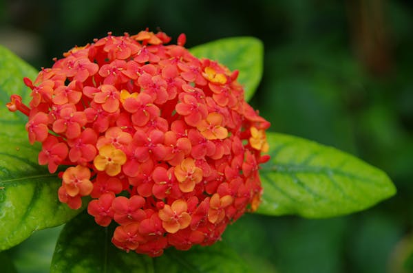 サンタンカの花房