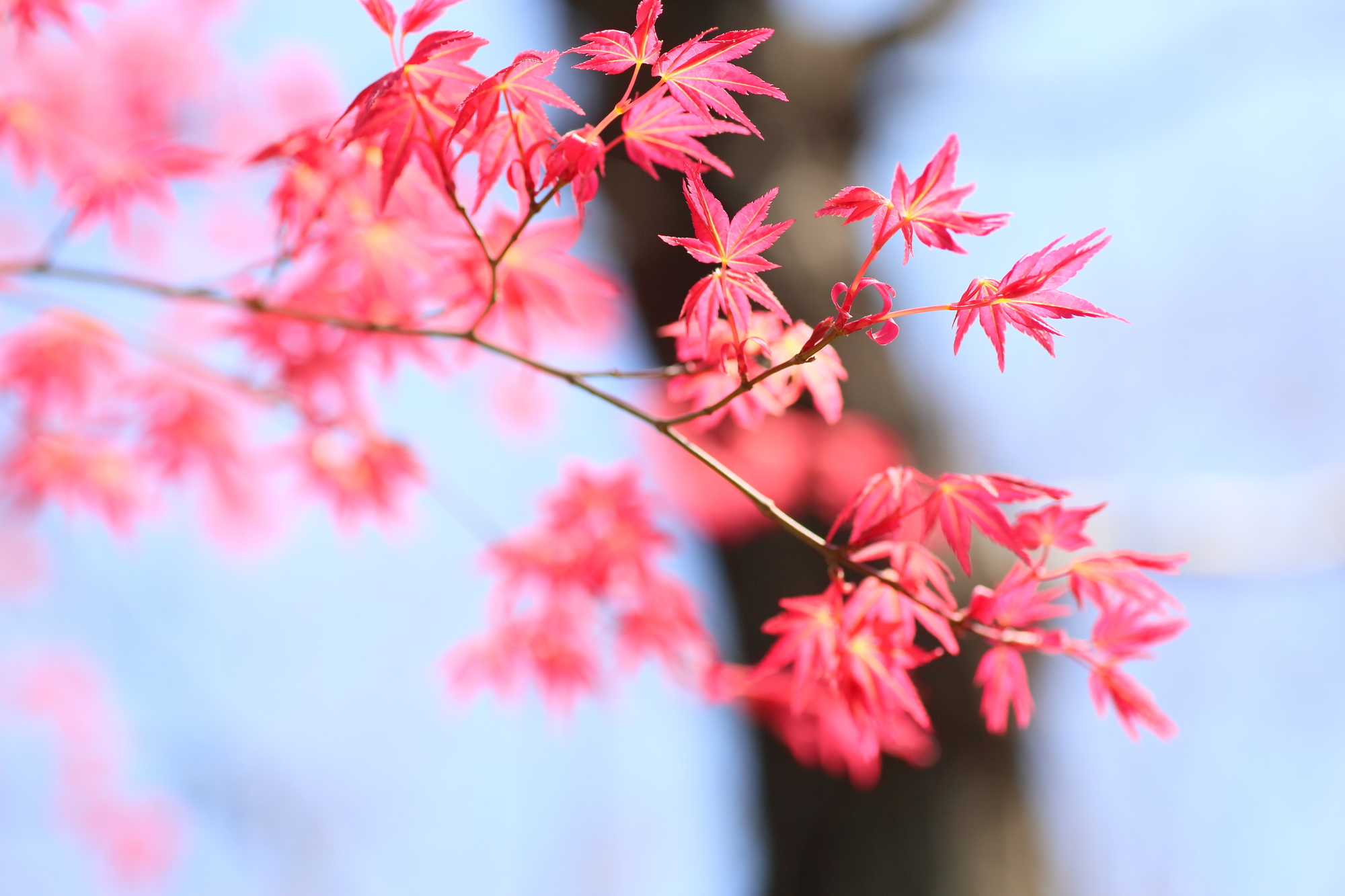 ヤマモミジの育て方と注意点。紅葉だけでなく、花や新緑も楽しめる