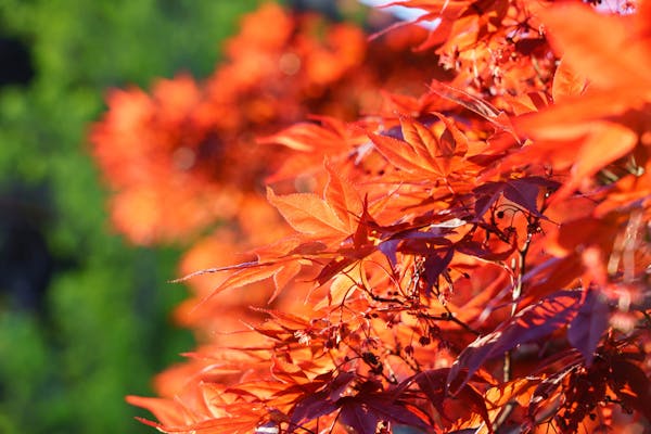 もみじの種類と見分け方とは 紅葉の仕組みや育てるポイントも解説 ミツモア もみじの種類と見分け方とは 紅葉の仕組みや育てるポイントも解説 ミツモア