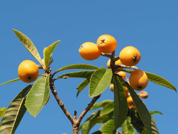 びわの失敗しない育て方 植え付け方や剪定時期について解説 ミツモア