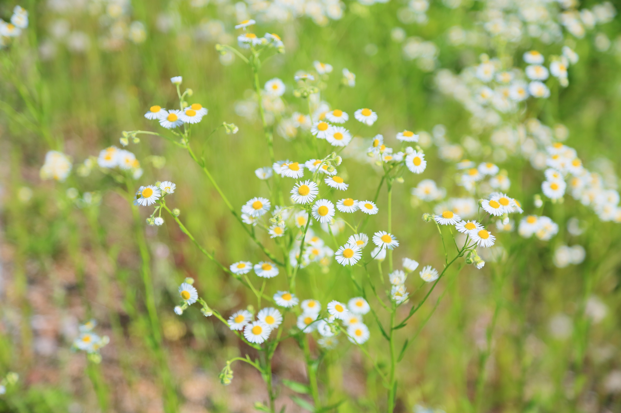 わからない雑草の名前を写真で確認！調べ方や植物図鑑アプリも紹介