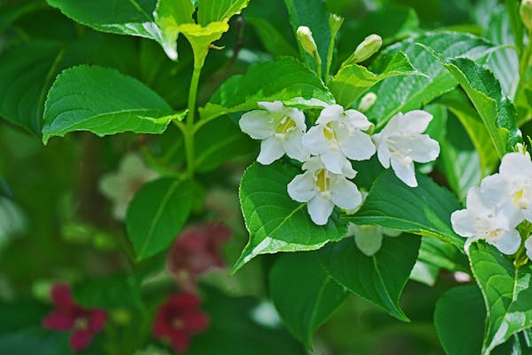 ハコネウツギの特徴や育て方を解説 きれいな花を咲かせるコツとは ミツモア ハコネウツギの特徴や育て方を解説 きれいな花を咲かせるコツとは ミツモア