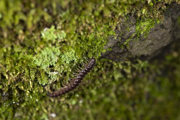 ヤスデを駆除する方法は 特徴や危険性 予防法も紹介 ミツモア ヤスデを駆除する方法は 特徴や危険性 予防法も紹介 ミツモア