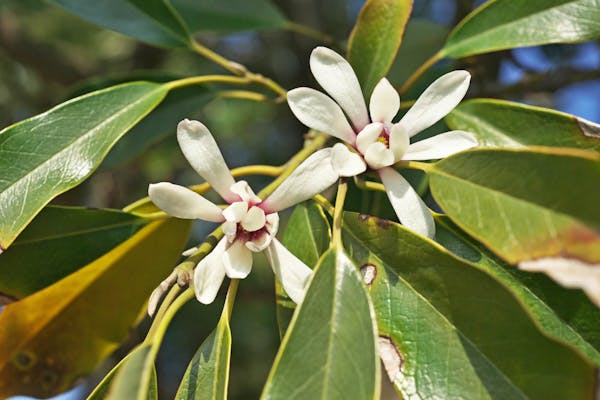 白いオガタマノキの花