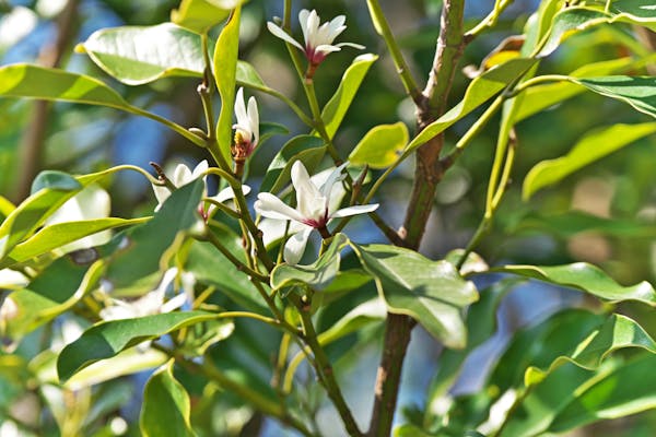 白いオガタマノキの花