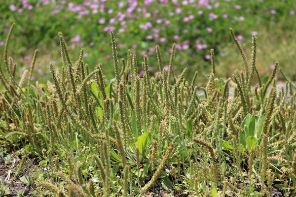 わからない雑草の名前を写真で確認 調べ方や植物図鑑アプリも紹介 ミツモア わからない雑草の名前を写真で確認 調べ方や植物図鑑アプリも紹介 ミツモア