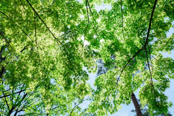 もみじの種類と見分け方とは 紅葉の仕組みや育てるポイントも解説 ミツモア もみじの種類と見分け方とは 紅葉の仕組みや育てるポイントも解説 ミツモア