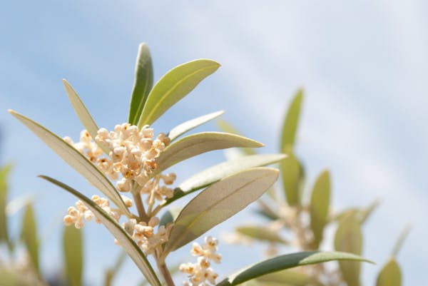 オリーブの花を咲かせよう 品種や花の特徴 育て方のコツを紹介 ミツモア オリーブの花を咲かせよう 品種や花の特徴 育て方のコツを紹介 ミツモア