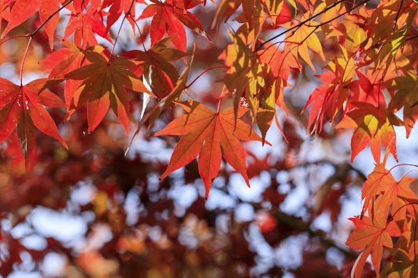もみじの種類と見分け方とは 紅葉の仕組みや育てるポイントも解説 ミツモア もみじの種類と見分け方とは 紅葉の仕組みや育てるポイントも解説 ミツモア