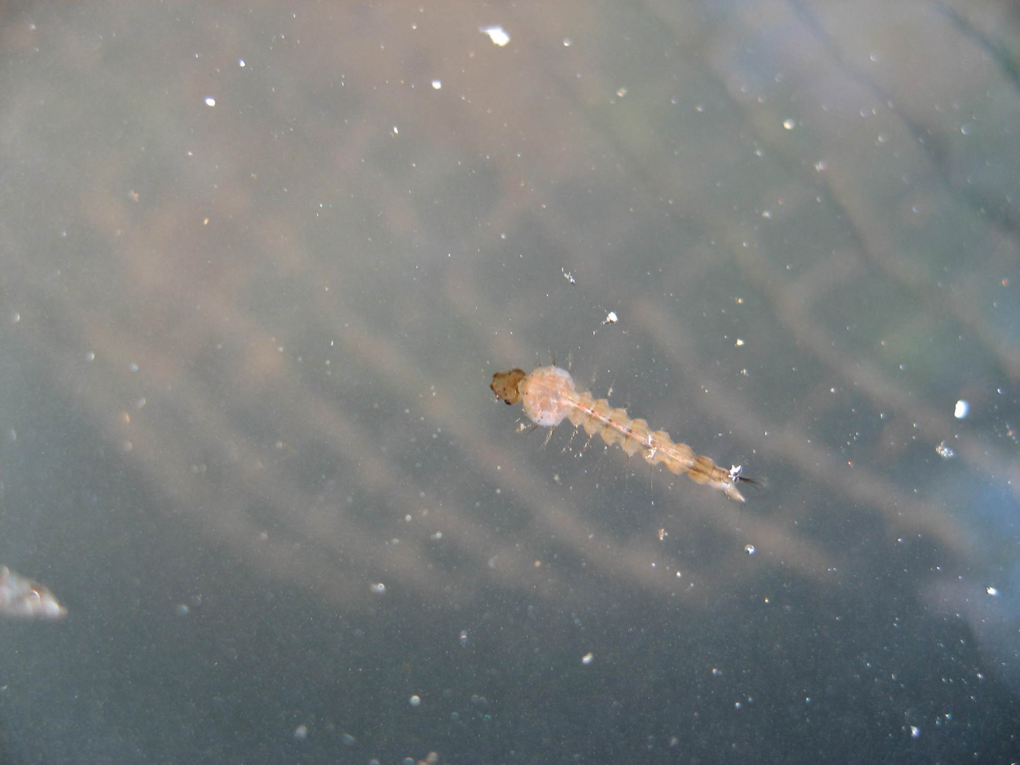 水に虫 ペット