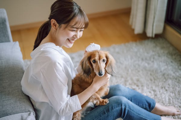 部屋のリビングで犬のブラッシングをする人