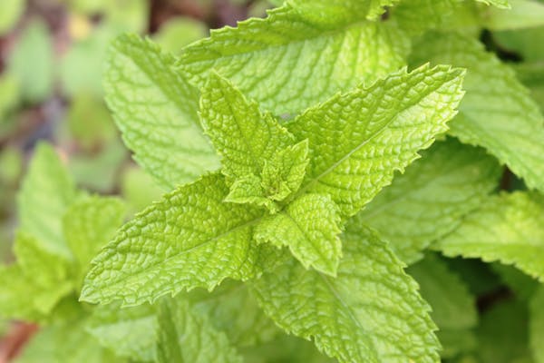 ハッカ油の14の活用法を紹介 消臭 除菌効果で暮らしをきれいに ミツモア ハッカ油の14の活用法を紹介 消臭 除菌効果で暮らしをきれいに ミツモア