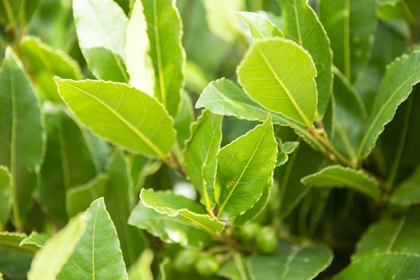 月桂樹は病気や害虫に注意 対処法や日頃の予防方法も紹介 ミツモア 月桂樹は病気や害虫に注意 対処法や日頃の予防方法も紹介 ミツモア