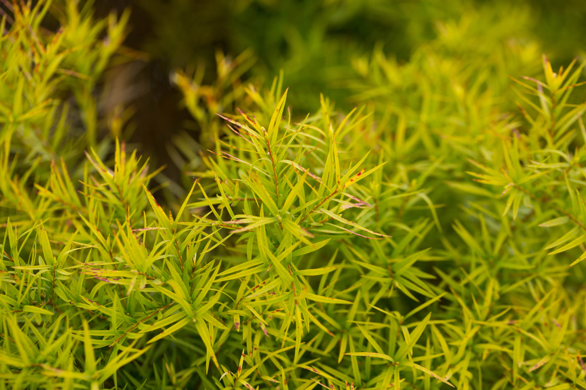 メラレウカとはどんな植物？特徴やおすすめ品種・育て方も紹介！