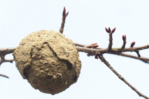 ドロバチの巣の特徴は スズメバチの巣と見分けるポイントや対処法 ミツモア ドロバチの巣の特徴は スズメバチの巣と見分けるポイントや対処法 ミツモア