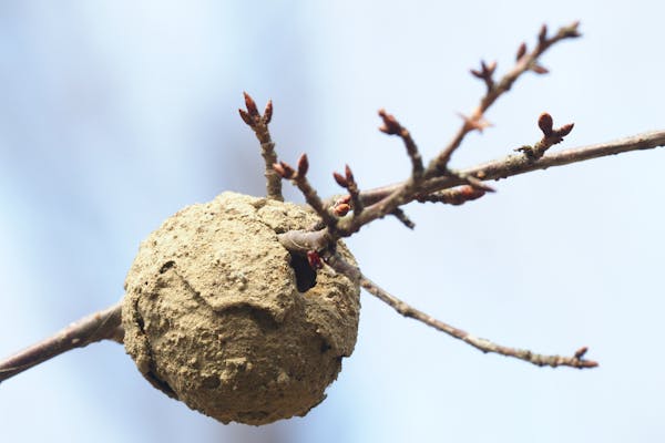 桜の枝に作ったスズバチの巣跡