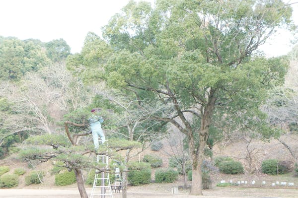 オリーブの剪定の時期や方法は 上手な剪定のコツや挿し木の仕方も ミツモア オリーブの剪定の時期や方法は 上手な剪定のコツや挿し木の仕方も ミツモア