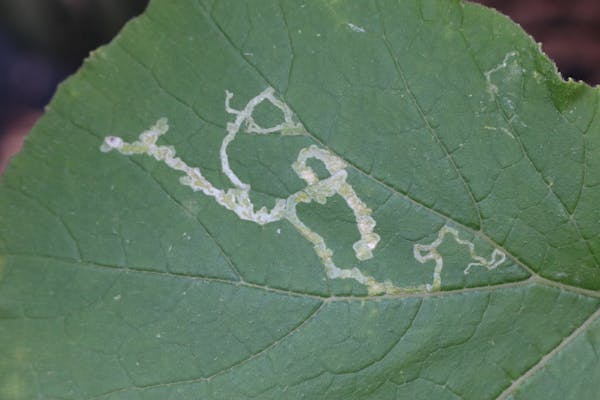 植物に付く害虫の種類 農家 ガーデニングで要注意な虫の予防法 画像あり ミツモア