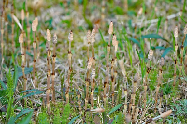 スギナ駆除に有効な方法は おすすめの薬剤や無農薬の駆除方法も ミツモア スギナ駆除に有効な方法は おすすめの薬剤や無農薬の駆除方法も ミツモア
