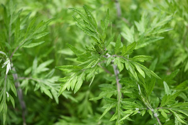 わからない雑草の名前を写真で確認 調べ方や植物図鑑アプリも紹介 ミツモア わからない雑草の名前を写真で確認 調べ方や植物図鑑アプリも紹介 ミツモア