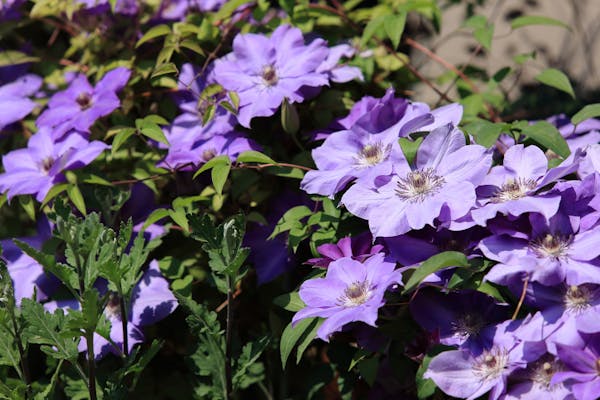 毎年花咲く宿根草を庭や花壇で楽しもう おすすめ品種や育て方の3つのコツも紹介 ミツモア 毎年花咲く宿根草を庭や花壇で楽しもう おすすめ品種や育て方の3つのコツも紹介 ミツモア