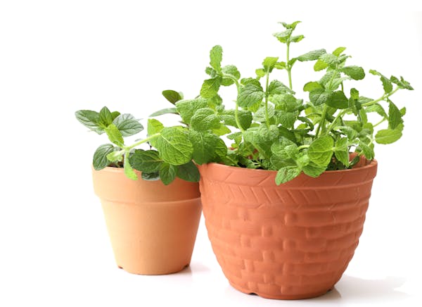 観葉植物に虫がわかないようにする対策は 育てる環境にも注意 ミツモア 観葉植物に虫がわかないようにする対策は 育てる環境にも注意 ミツモア