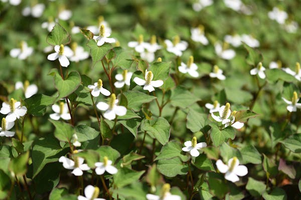 わからない雑草の名前を写真で確認 調べ方や植物図鑑アプリも紹介 ミツモア わからない雑草の名前を写真で確認 調べ方や植物図鑑アプリも紹介 ミツモア
