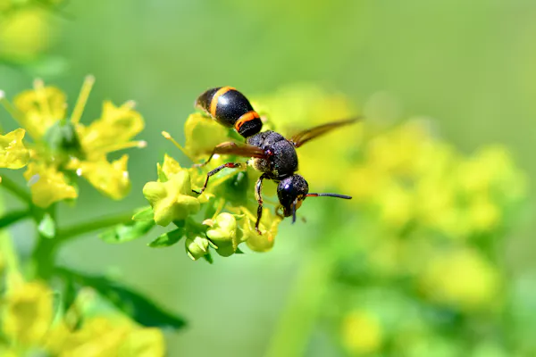 黒い蜂の正体とは 蜂の種類や特徴 危険性の有無や対処法など解説 ミツモア 黒い蜂の正体とは 蜂の種類や特徴 危険性の有無や対処法など解説 ミツモア