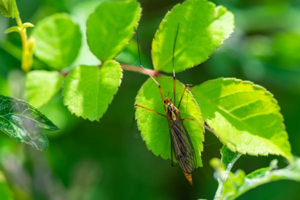 ガガンボはどのような虫 駆除方法と家への侵入を防ぐコツを紹介 ミツモア ガガンボはどのような虫 駆除方法と家への侵入を防ぐコツを紹介 ミツモア