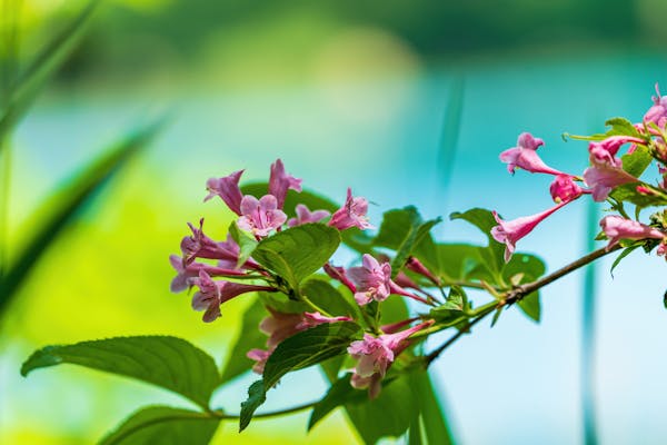 ハコネウツギの特徴や育て方を解説 きれいな花を咲かせるコツとは ミツモア ハコネウツギの特徴や育て方を解説 きれいな花を咲かせるコツとは ミツモア