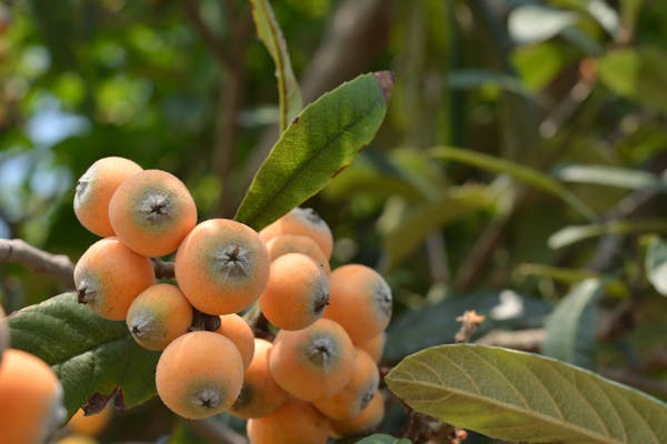 びわの失敗しない育て方 植え付け方や剪定時期について解説 ミツモア びわの失敗しない育て方 植え付け方や剪定時期について解説 ミツモア