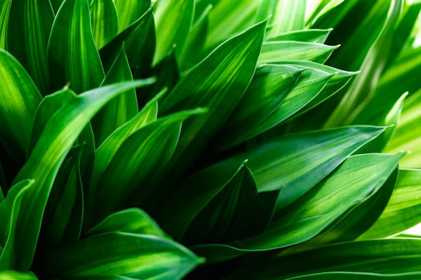 ドラセナの育て方を解説 最適な置き場所や水やりの頻度は ミツモア ドラセナの育て方を解説 最適な置き場所や水やりの頻度は ミツモア